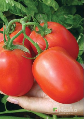 Томат низькорослий	NASKO-2000