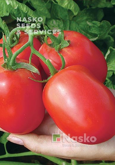 Томат низькорослий NASKO-2000 (промислові томати)