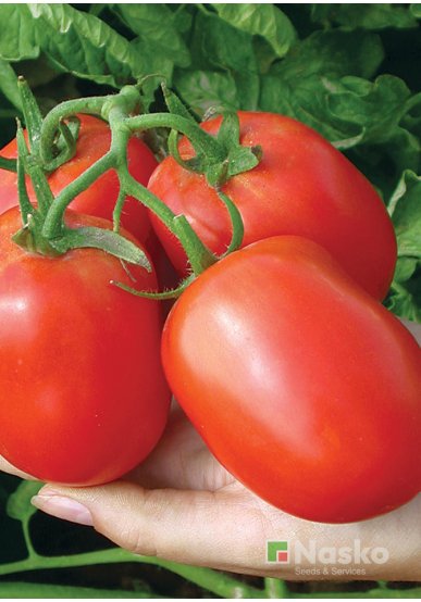 Томат низькорослий NASKO-2000 (промислові томати)