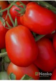 Томат низькорослий NASKO 245 sl F1