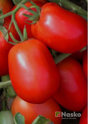 Томат низькорослий	NASKO 245 sl F1