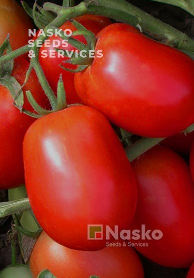 Томат низькорослий NASKO 245 sl F1