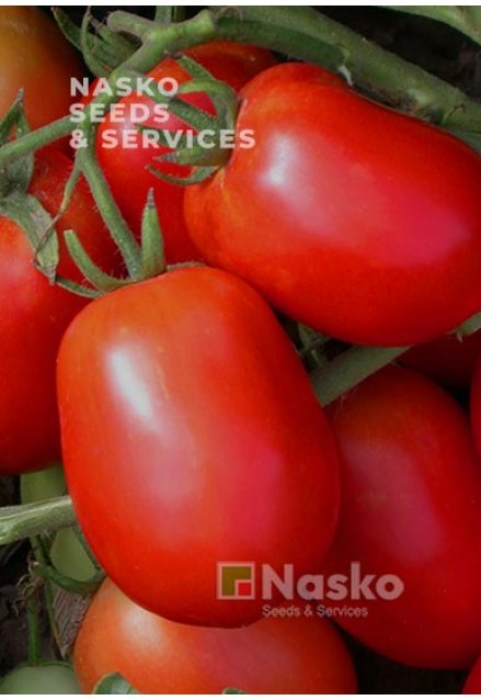 Томат низкорослые NASKO 245 sl F1