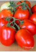 Томат низькорослий РІО ФУЄГО (промислові томати)