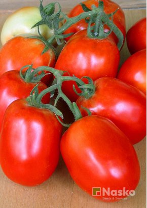 Томат низькорослий	РІО ФУЄГО