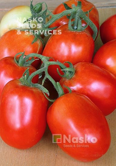 Томат низькорослий РІО ФУЄГО (промислові томати)