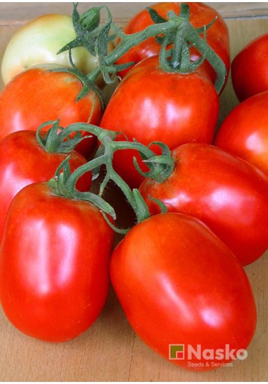Томат низькорослий РІО ФУЄГО (промислові томати)