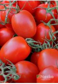 Томат низькорослий РІО ГРАНДЕ (промислові томати)