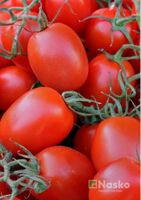 Томат низькорослий	РІО ГРАНДЕ