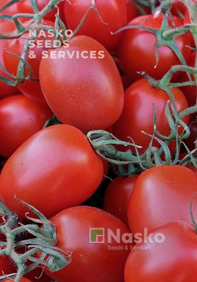 Томат низькорослий РІО ГРАНДЕ (промислові томати)