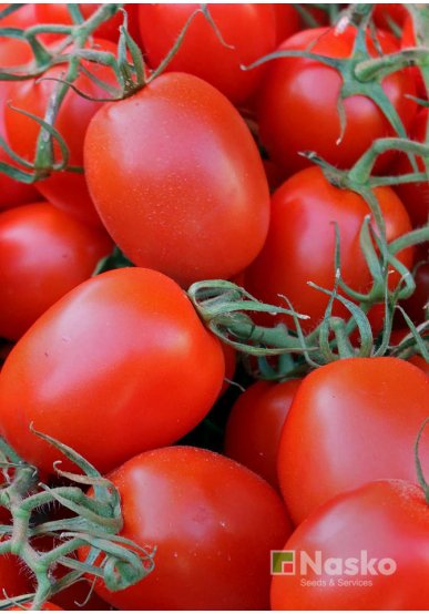 Томат низькорослий РІО ГРАНДЕ (промислові томати)