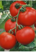 Томат високорослий СЕНТРАЛЬ F1