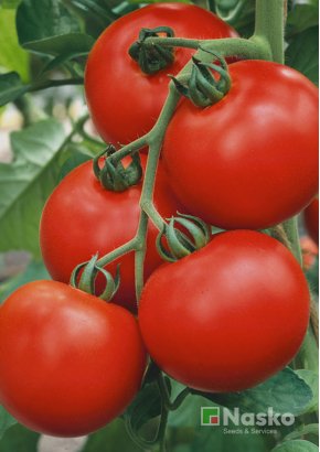 Томат високорослий	СЕНТРАЛЬ F1