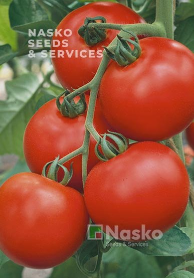 Томат високорослий СЕНТРАЛЬ F1