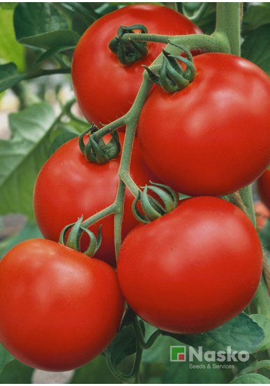 Томат високорослий СЕНТРАЛЬ F1