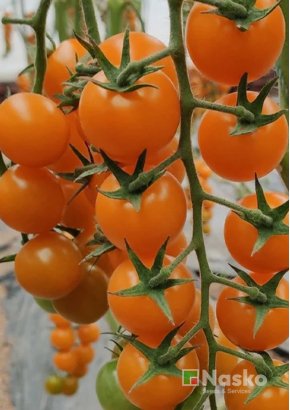 Томат високорослий	ВАЛЕНСІЯ F1