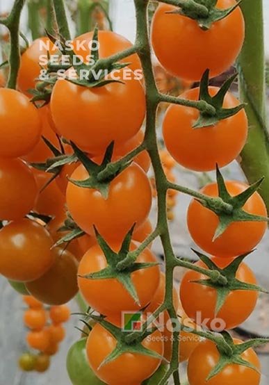 Томат высокорослый ВАЛЕНСИЯ F1 (Чери)