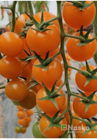 Томат високорослий ВАЛЕНСІЯ F1 (Чері)