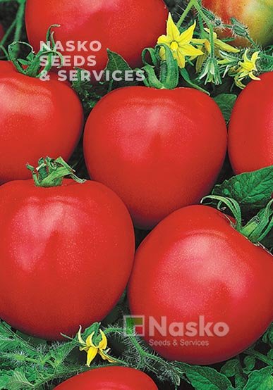 Томат низькорослий ЯНА (промислові томати)