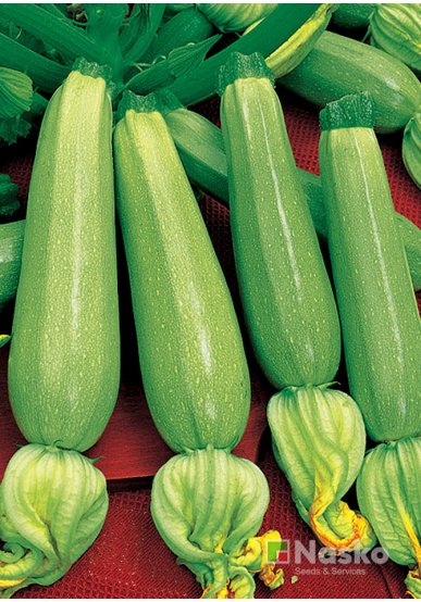Кабачок САДКО F1