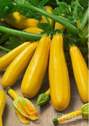 Цукіні ЗОЛОТИНКА