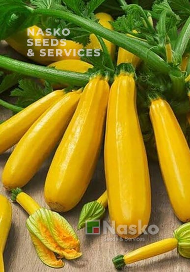 Цукіні ЗОЛОТИНКА